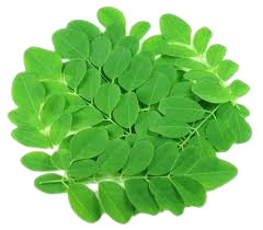 Moringa Leaves