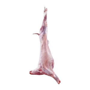 Mutton Carcass