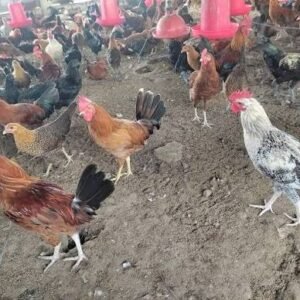 Pasture Raised Heirloom Chicken