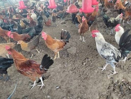 Pasture Raised Heirloom Chicken